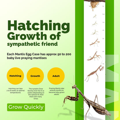 USMANTIS ootheca egg case placed inside the reusable plastic hatching cup for temperature-controlled incubation.