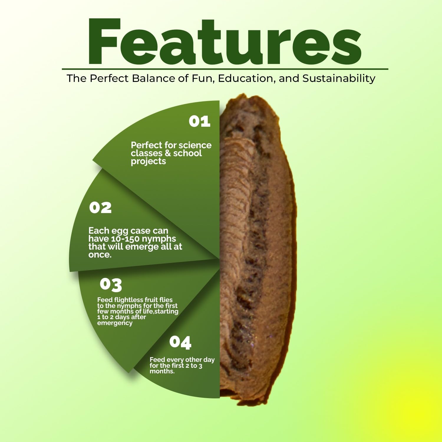 Educational science kit components including the breathable polyester net enclosure and live Carolina mantis egg sac.