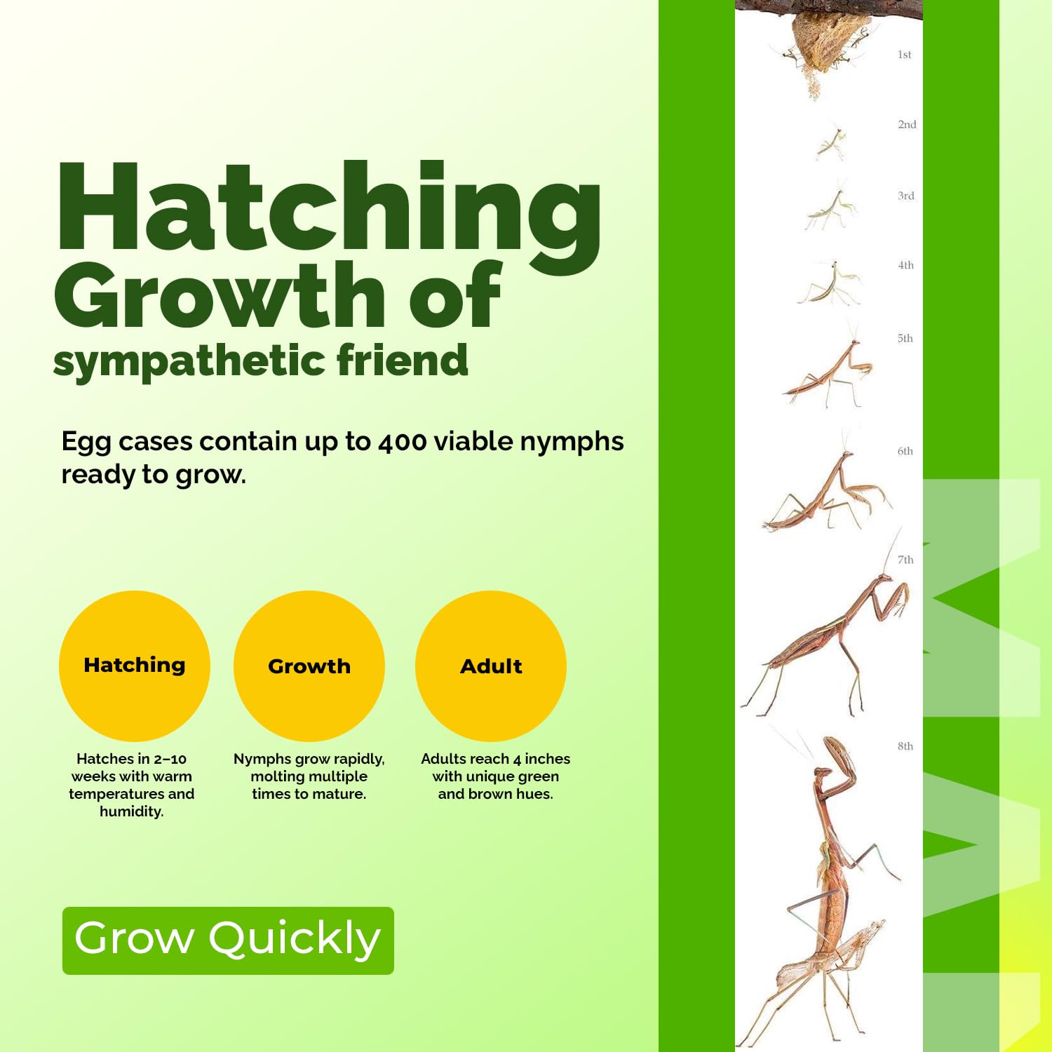 USMANTIS clear window hatching bag showing the biological observation setup