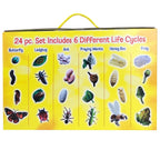 Detailed view of the four biological transformation stages of the butterfly figurine from egg to adult.