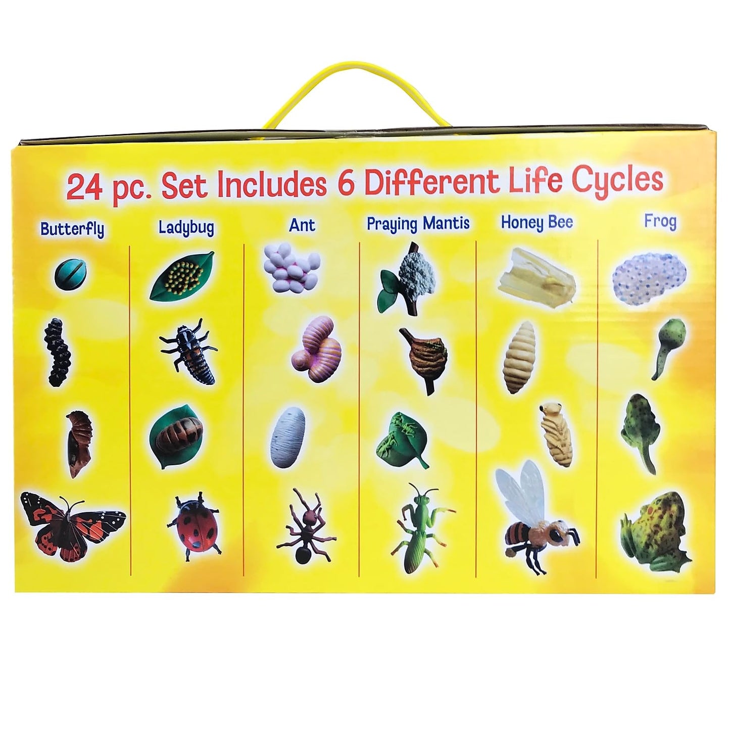 Detailed view of the four biological transformation stages of the butterfly figurine from egg to adult.