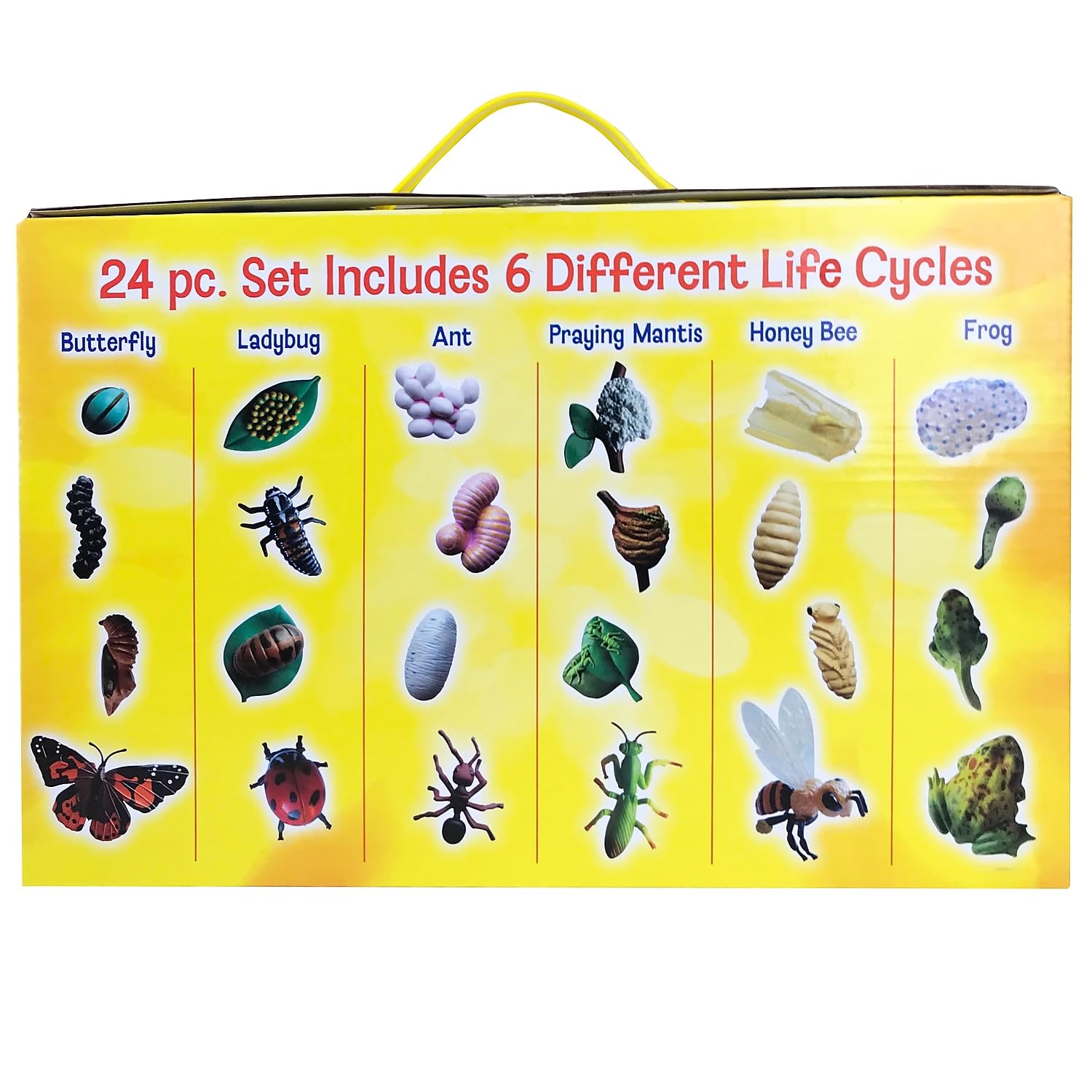 Detailed view of the four biological transformation stages of the butterfly figurine from egg to adult.