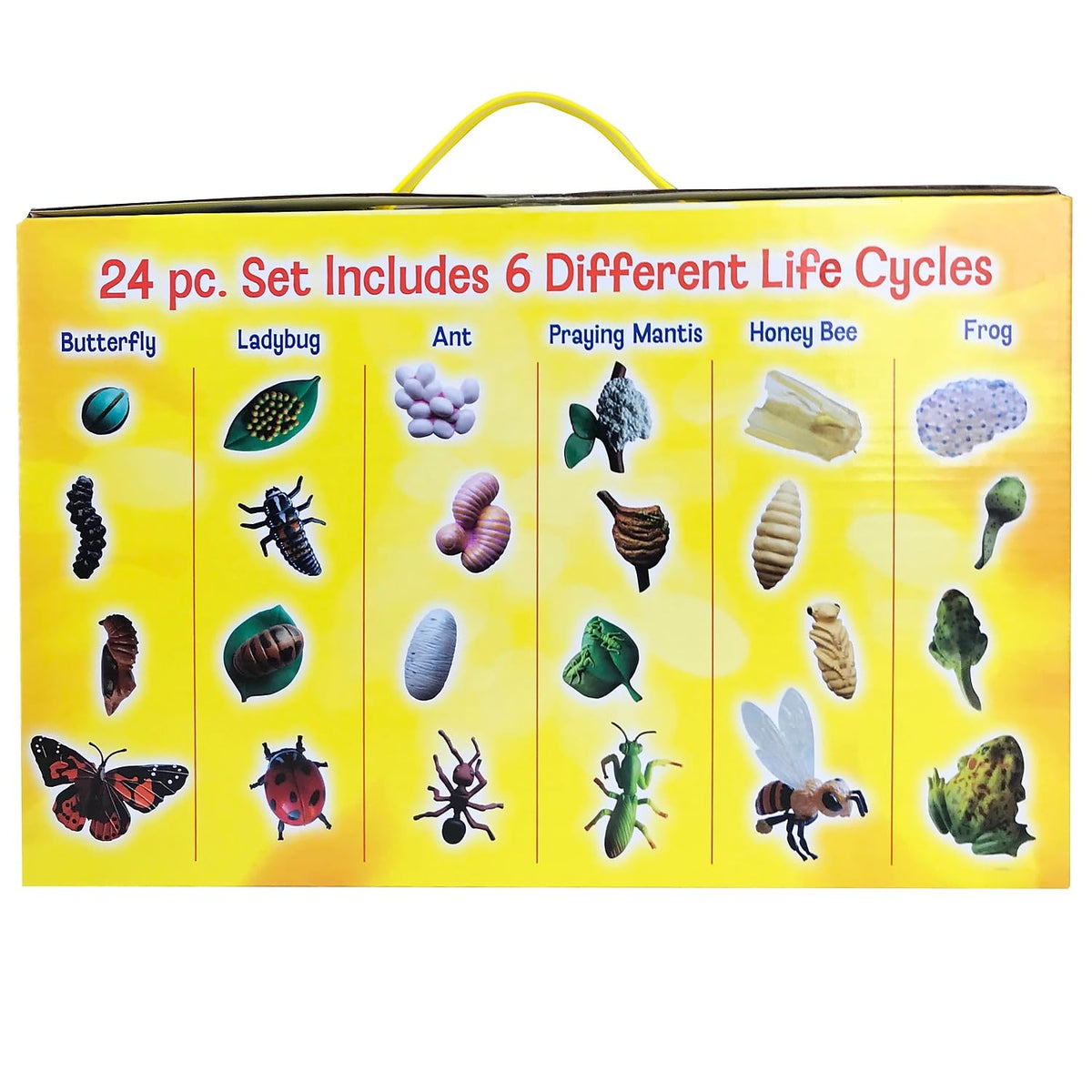 Detailed view of the four biological transformation stages of the butterfly figurine from egg to adult.