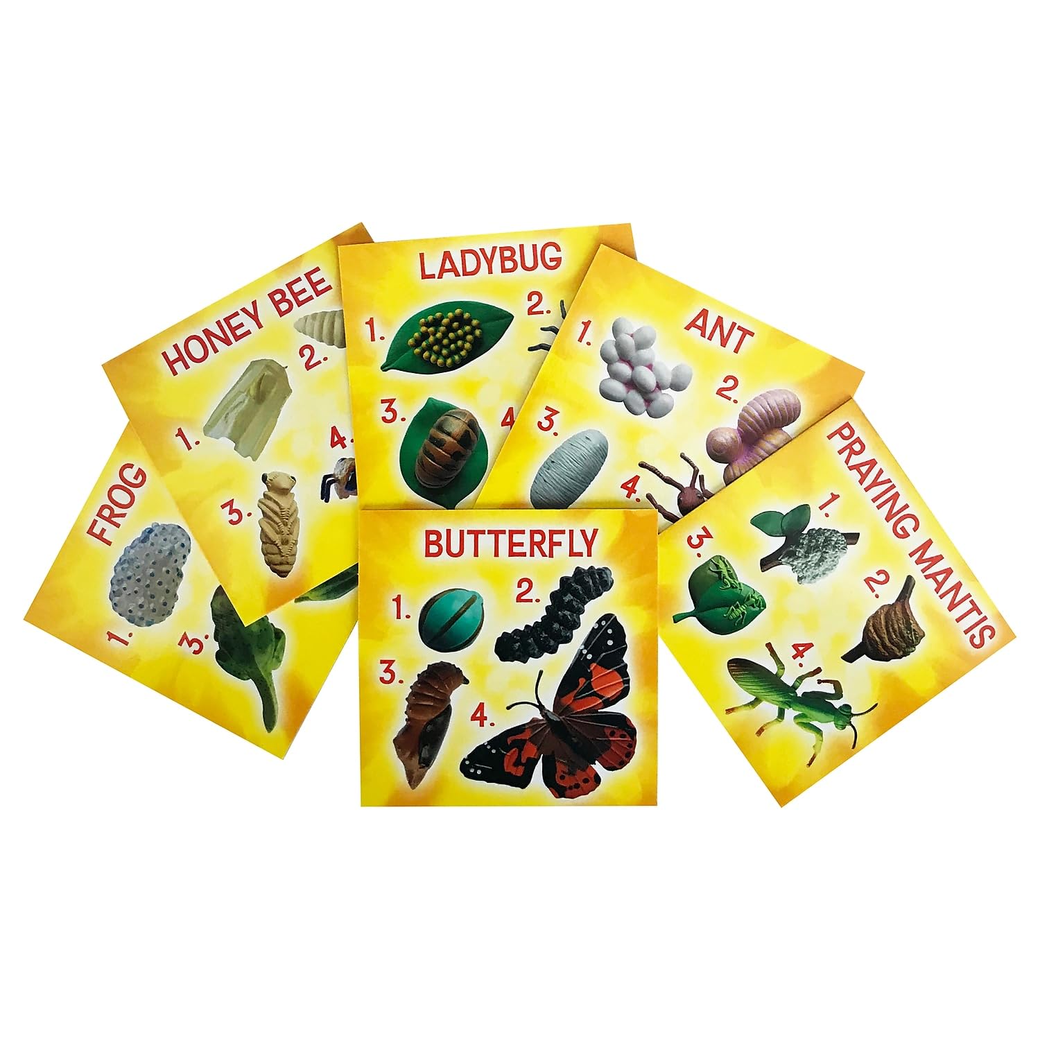 Durable plastic honey bee and ant life cycle models designed for interactive primary classroom science lessons.