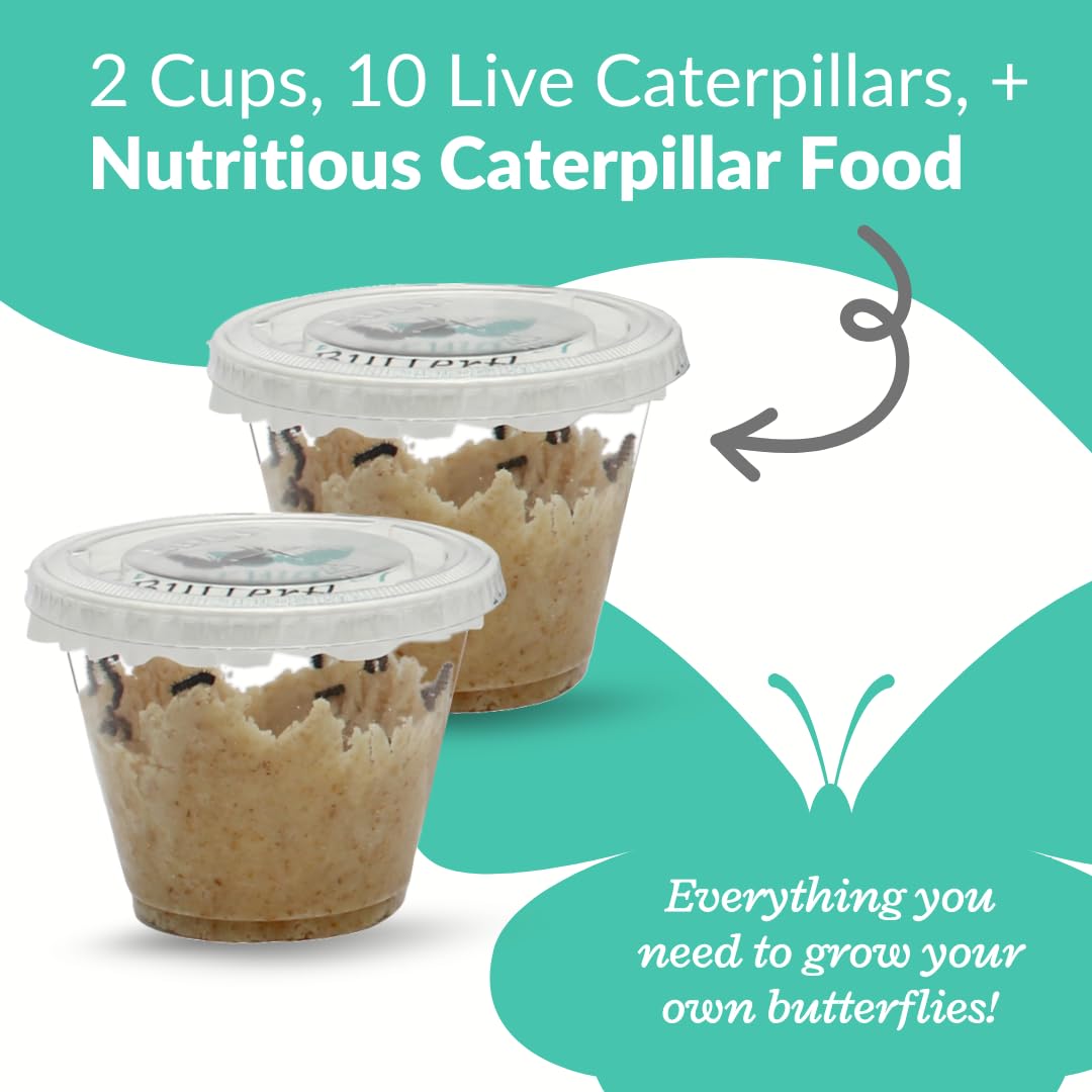 Ten live caterpillars inside their growth cups with nutritious food mixture