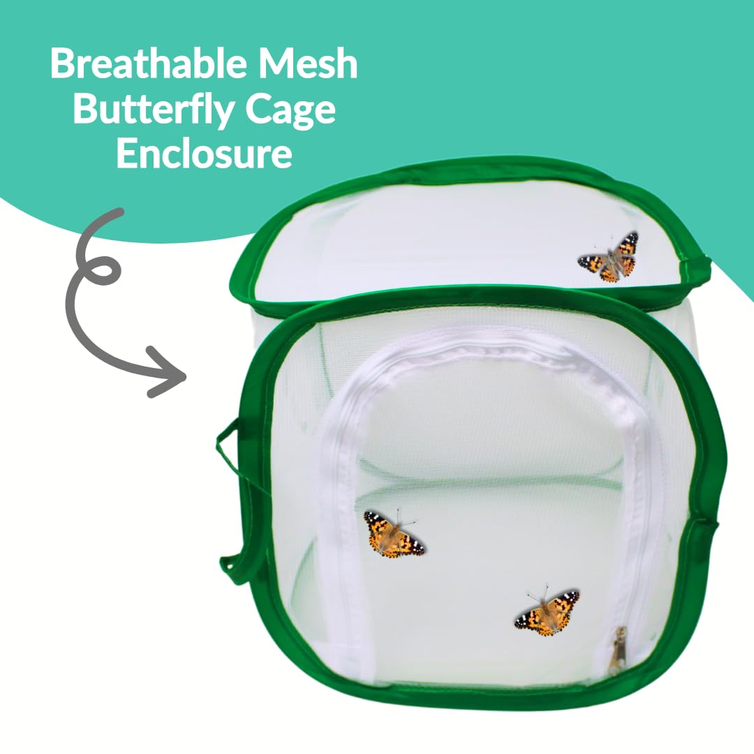 Educational booklet explaining the life cycle and care instructions for caterpillars