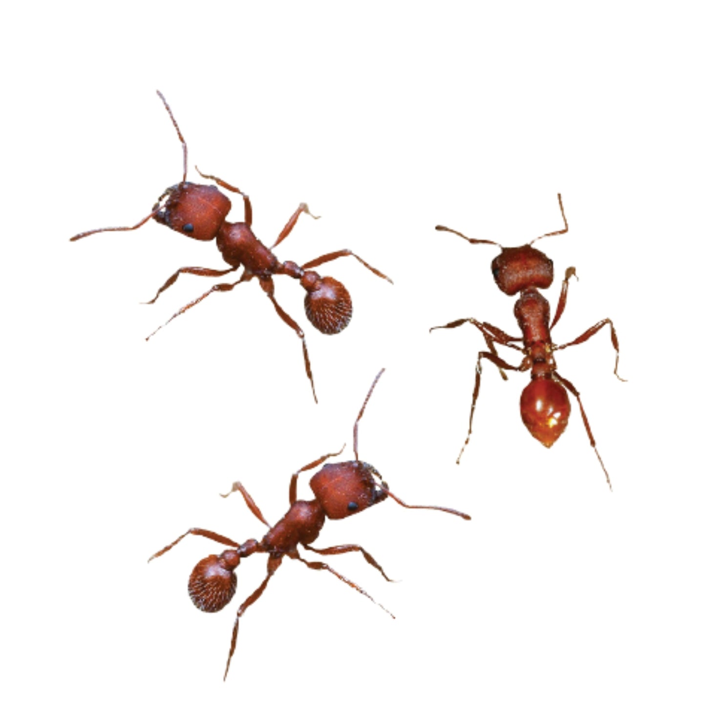 Insect Lore ant farm refill tubes containing live worker ants for classroom observation.