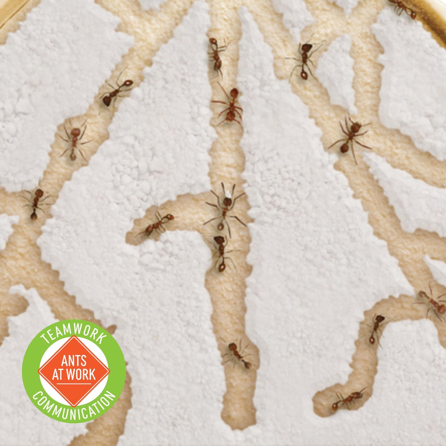Live Western Harvester Ants inside an educational science observation habitat
