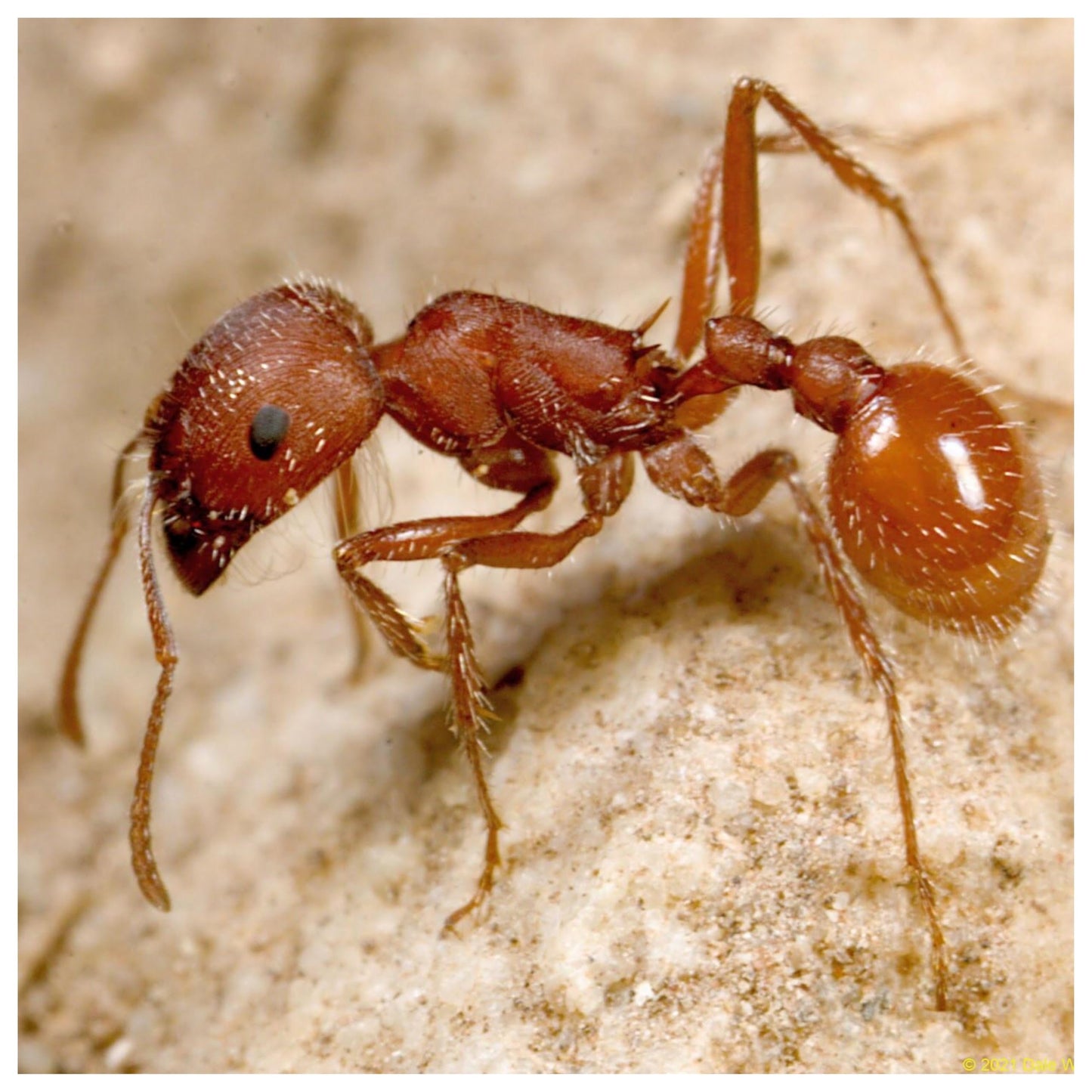 Close up view of Western Harvester Ants tunneling in easy dig sand