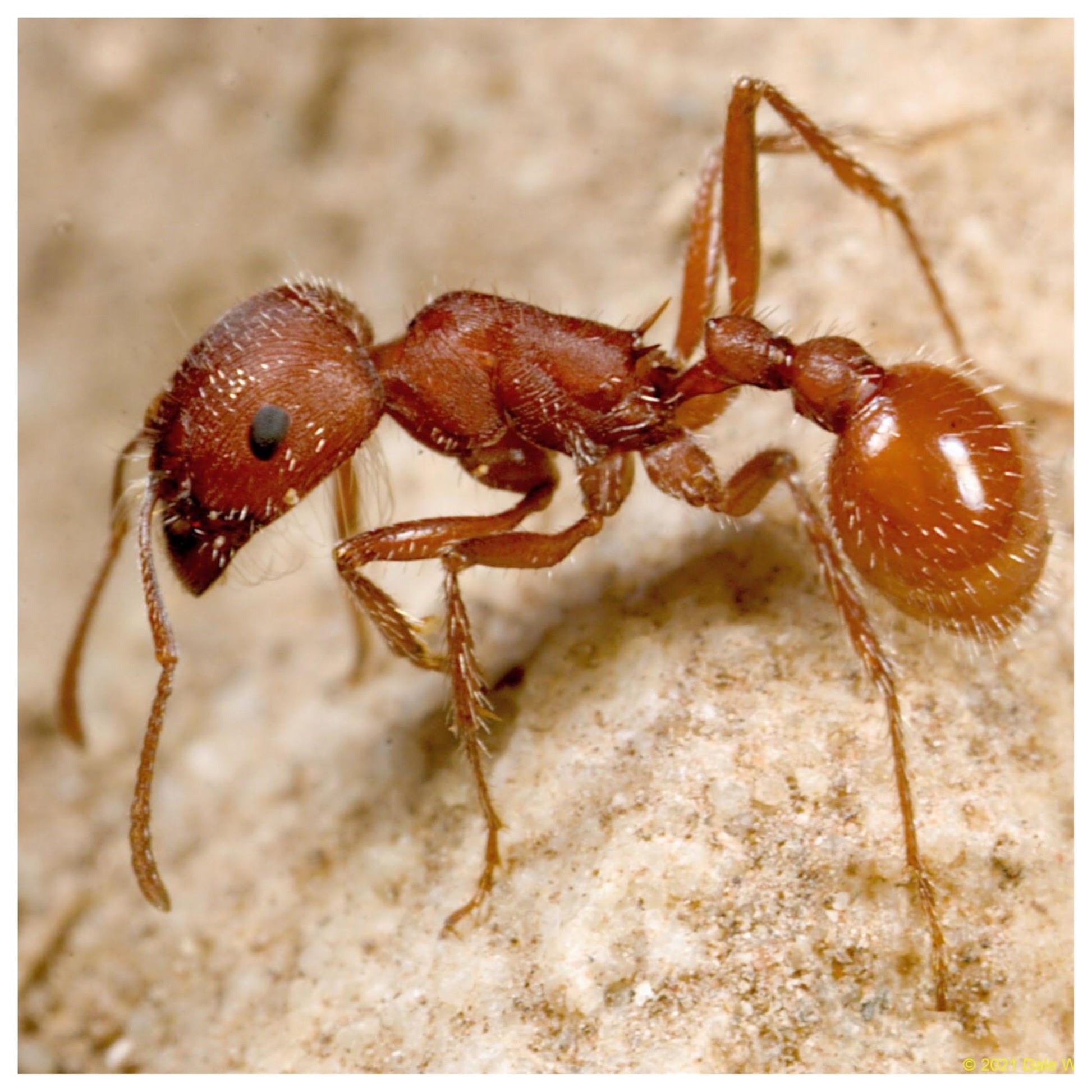 Close up view of Western Harvester Ants tunneling in easy dig sand