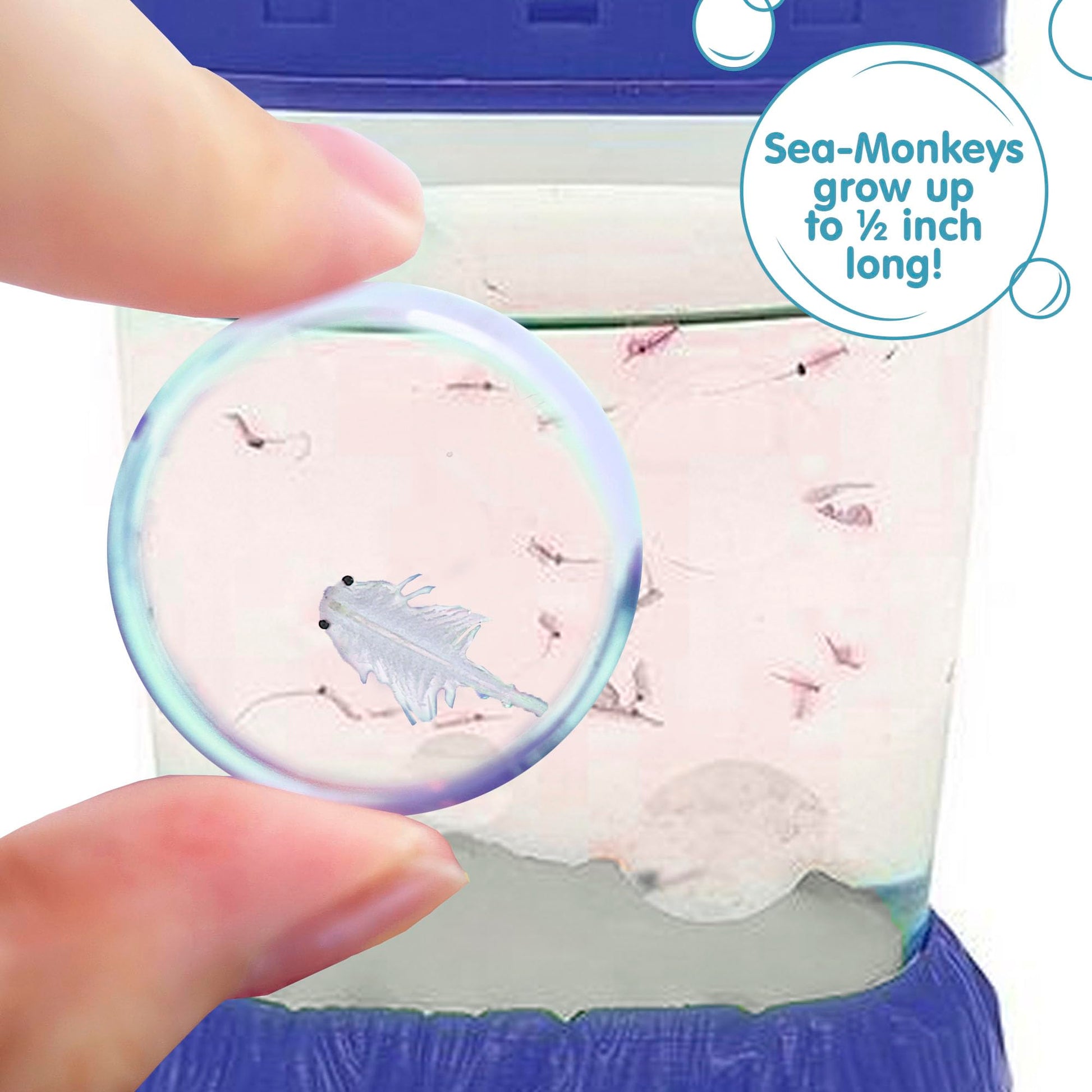 Sea Monkeys growth food powder and specialized plastic feeding spoon close up