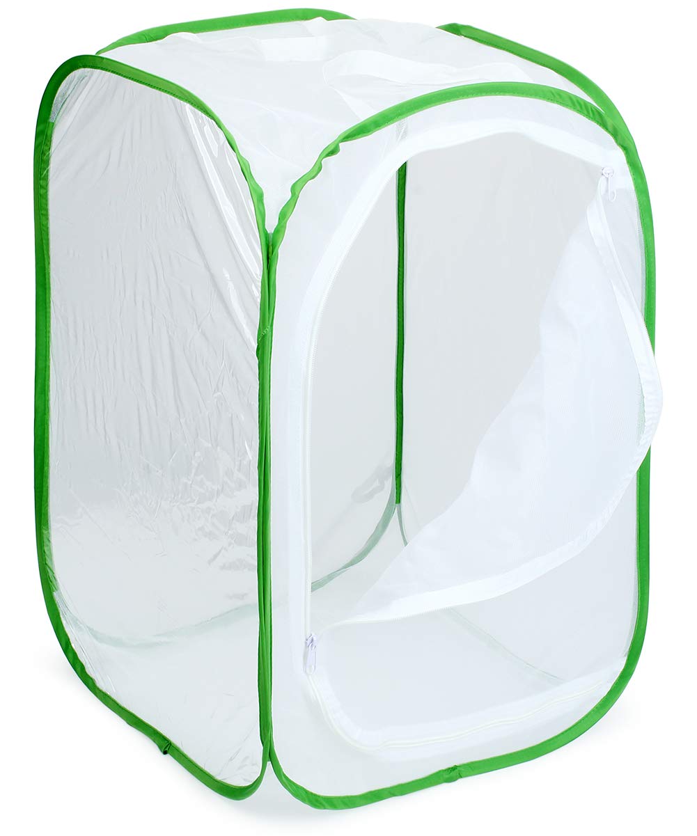 Restcloud professional square butterfly habitat standing stable on an educational classroom desk.