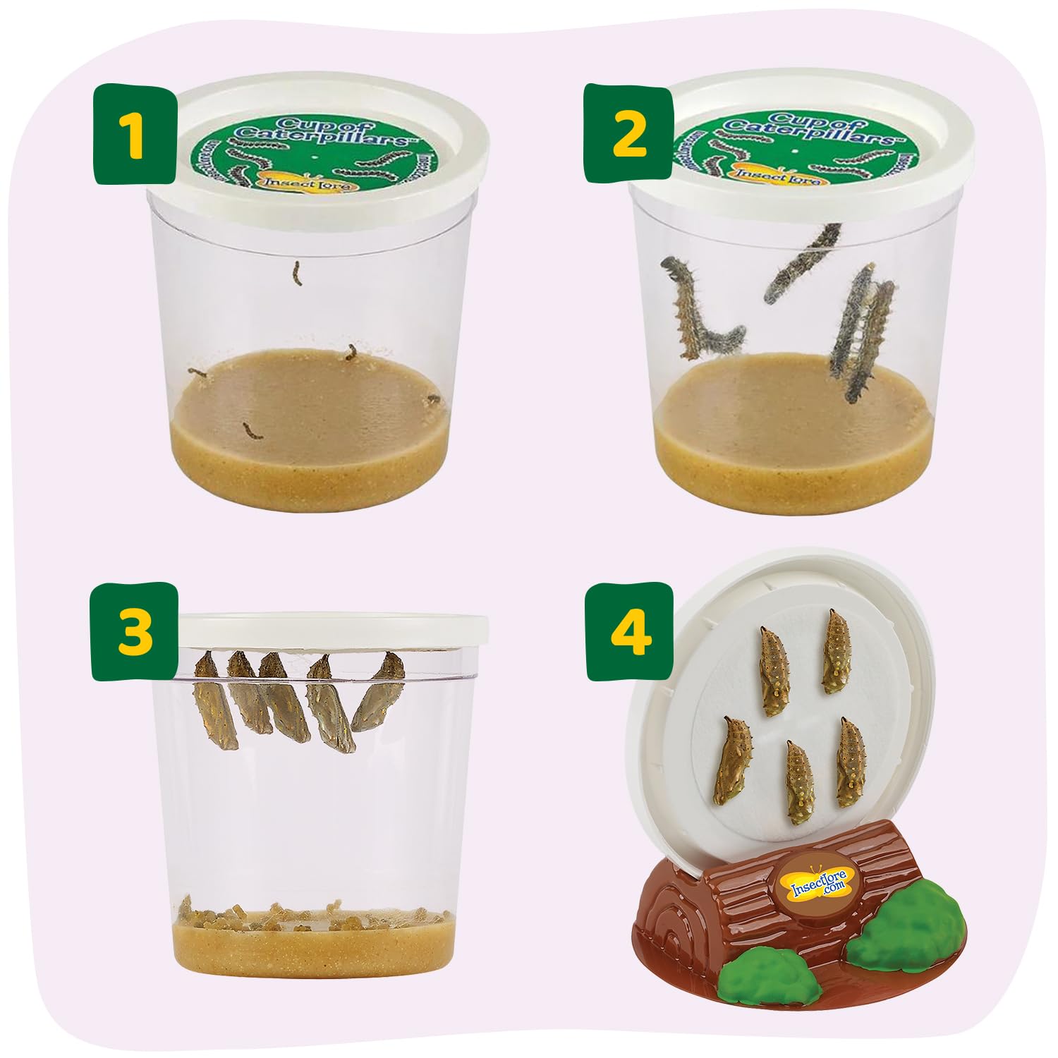 Painted Lady butterfly life cycle figurines representing four growth stages