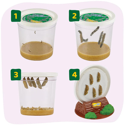 Painted Lady butterfly life cycle figurines representing four growth stages