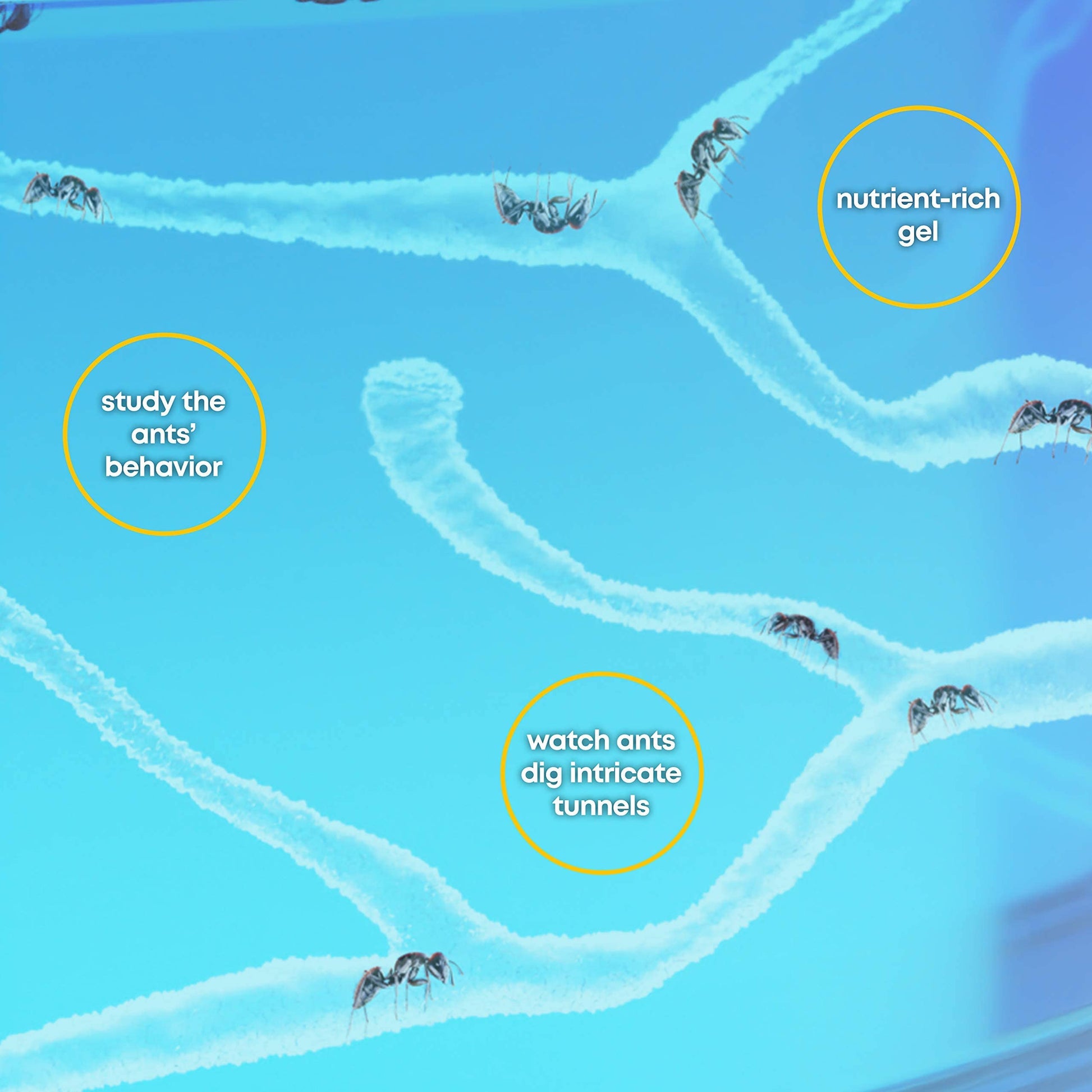 LED lit ant habitat showing real ants digging intricate tunnels in blue gel