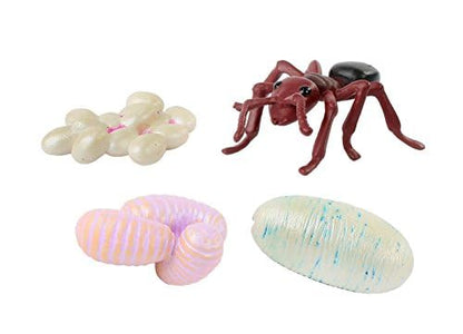 Insect Lore four ant life cycle stages figurines showing egg larva pupa
