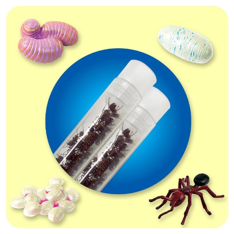 Anatomically accurate plastic ant figurines for classroom STEM education