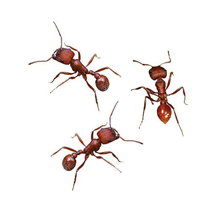 Insect Lore ant refill kit components displayed clearly for science learning
