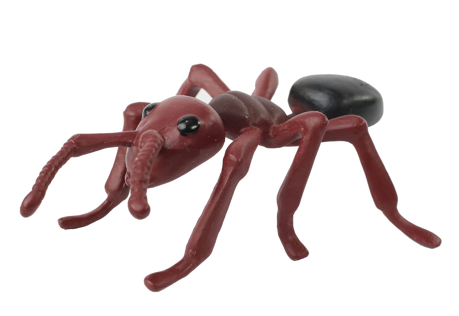 Oversized educational lifecycle models beside harvester ant transport packaging