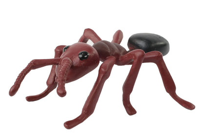 Oversized educational lifecycle models beside harvester ant transport packaging