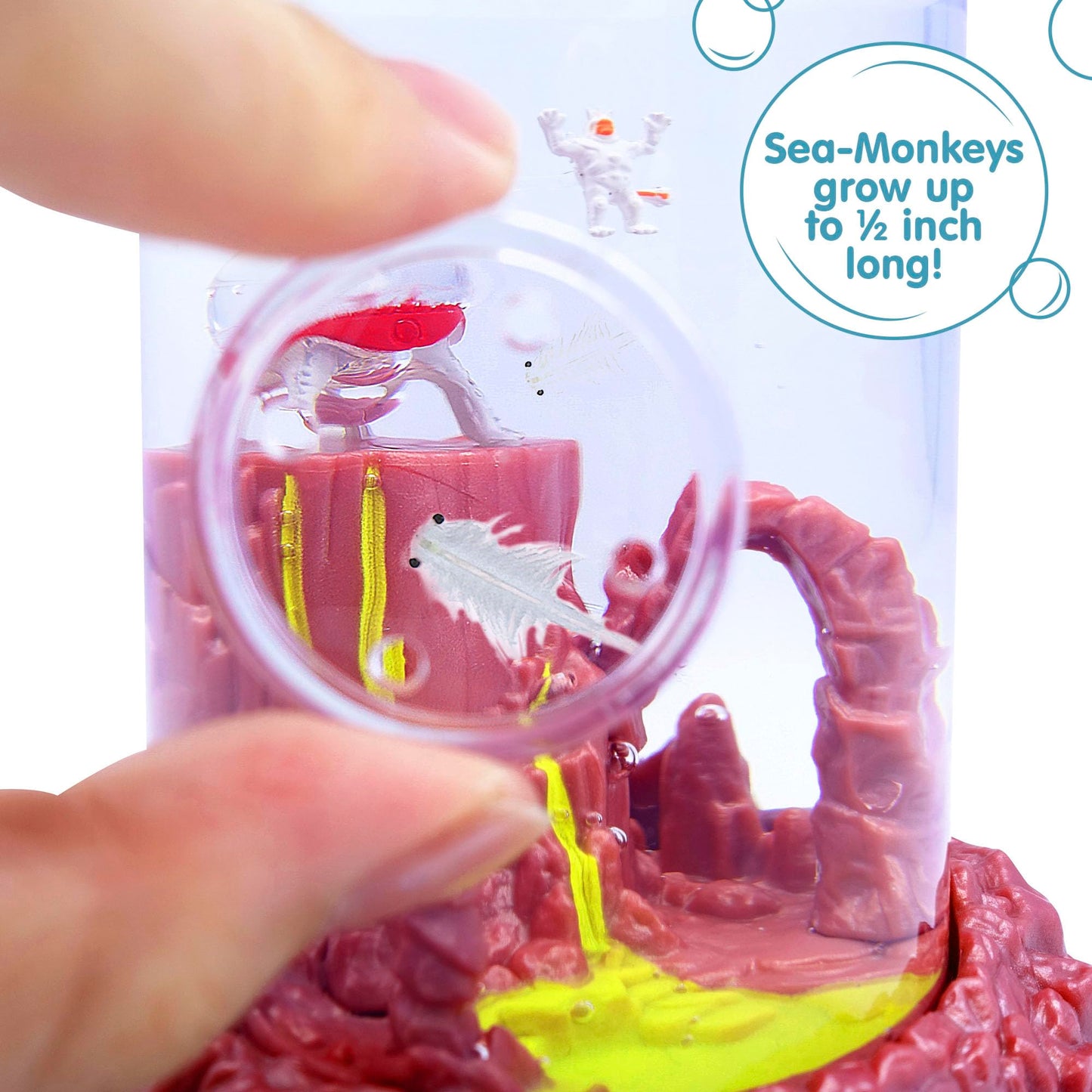 Sea Monkeys magnifying lid close up view for detailed observation.