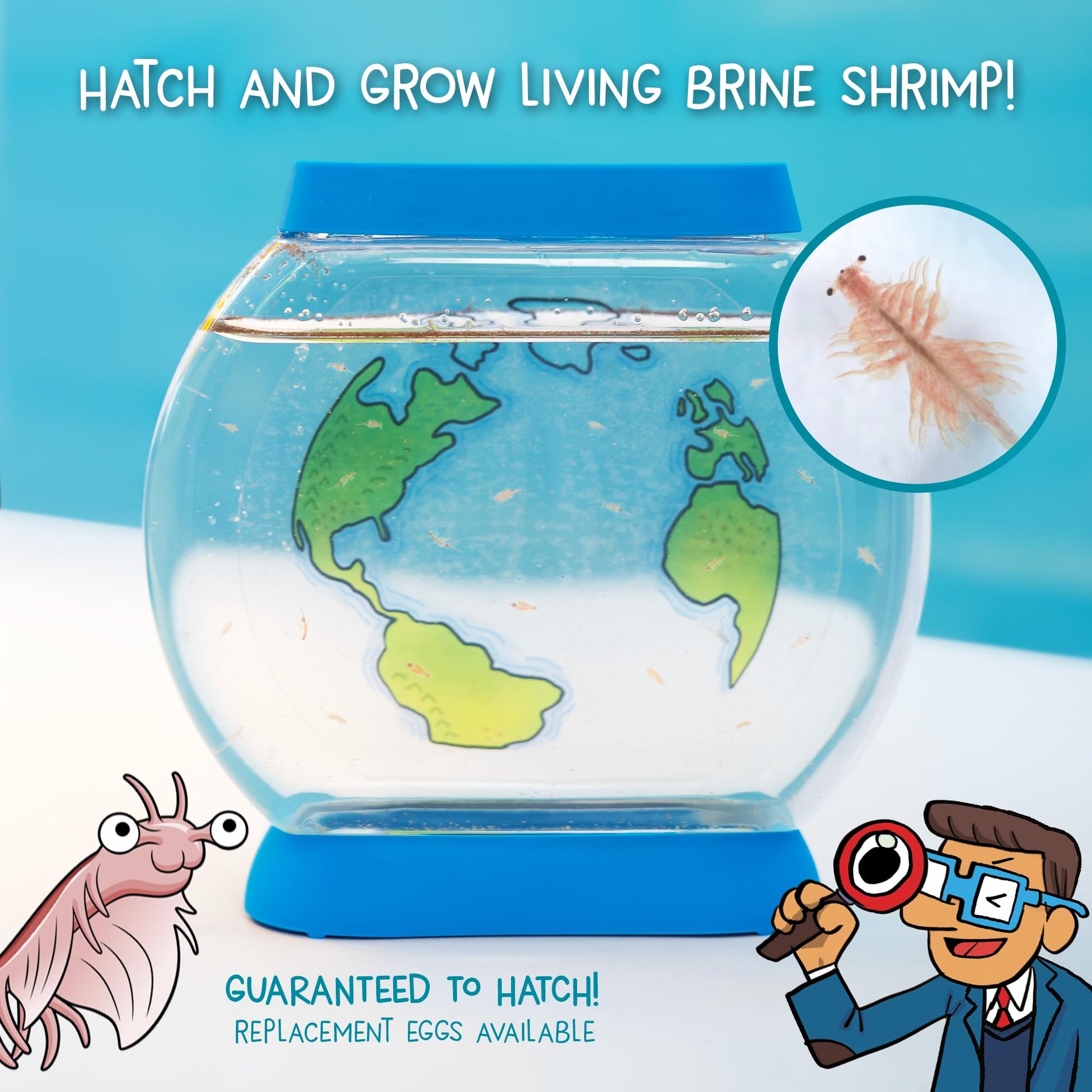 Clear plastic habitat tank filled with water and brine shrimp being viewed through a magnifying glass