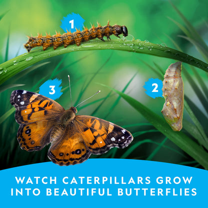 Educational STEM butterfly habitat setup with flower feeder and decorative stickers applied