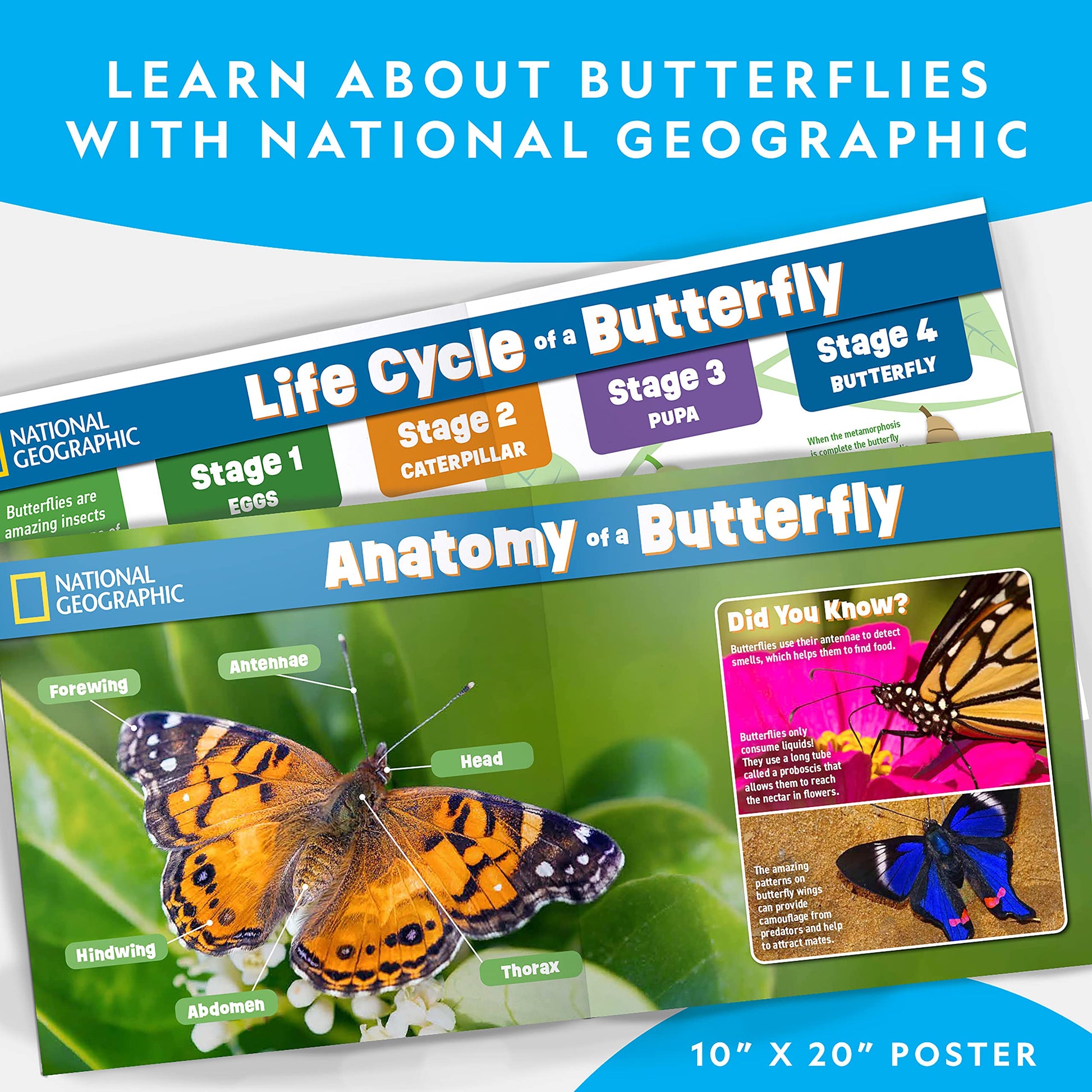 Close up of the flower shaped butterfly feeder accessory included in the science kit
