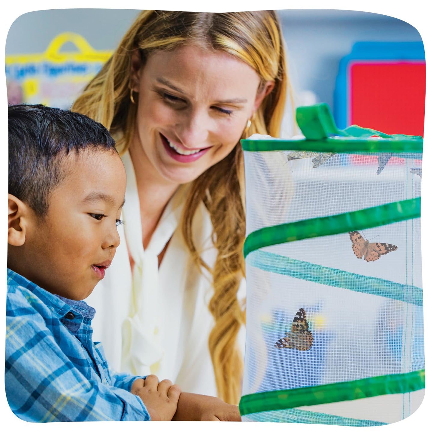 Insect Lore original butterfly garden kit with collapsible viewing cylinder