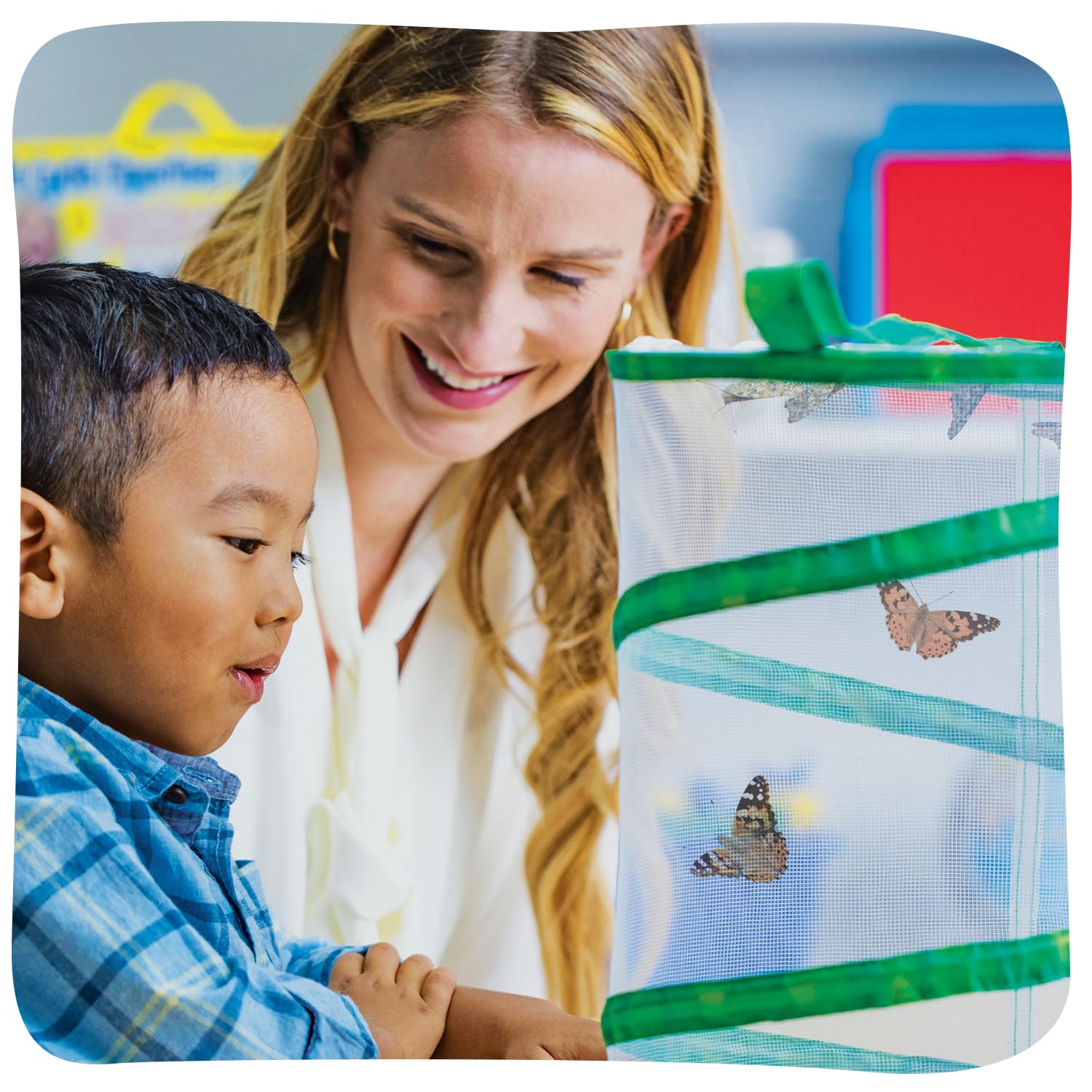Insect Lore original butterfly garden kit with collapsible viewing cylinder