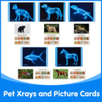 Montessori inspired STEM learning manipulatives showing an ornamental fish x-ray film being matched to its color card