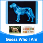 Odoorgames animal x-ray learning set packaging and durable materials designed for kids science education