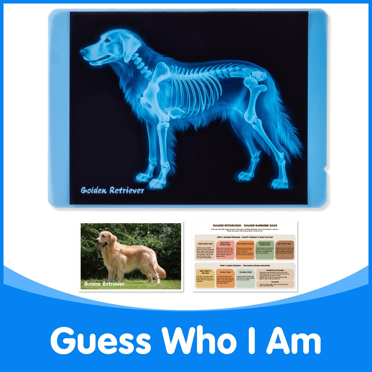 Odoorgames animal x-ray learning set packaging and durable materials designed for kids science education