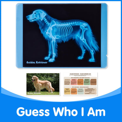 Odoorgames animal x-ray learning set packaging and durable materials designed for kids science education
