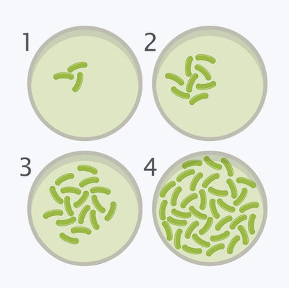 DalosDream microbiology science kit showing ten prepoured petri dishes and plastic pipettes