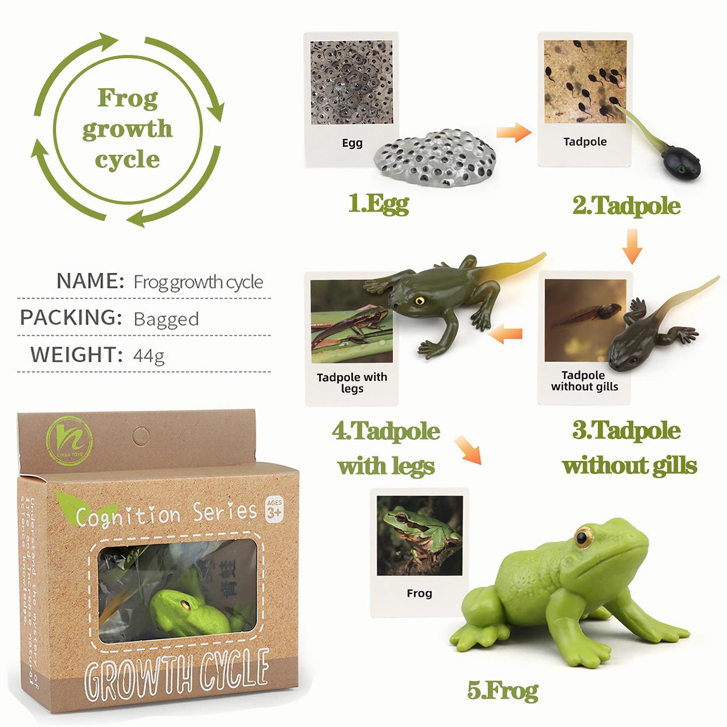 A child matching the 3D plant growth pieces onto the corresponding educational guide cards