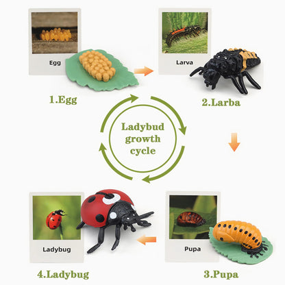 The complete thirty two piece Mbrain life science kit arranged neatly with all animal classes