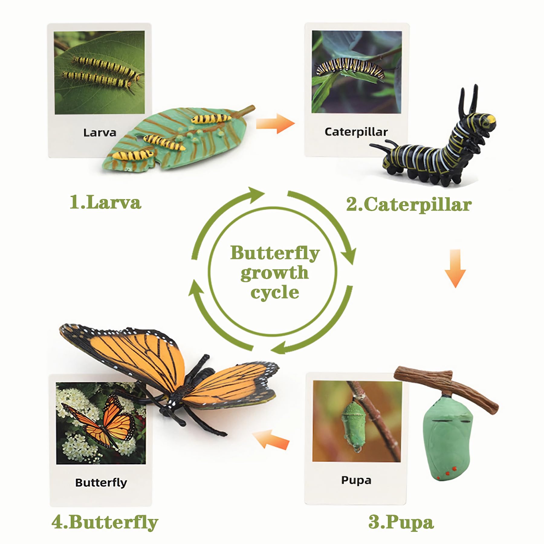 Top down perspective of the safe non toxic plastic insect models for homeschooling biology lessons