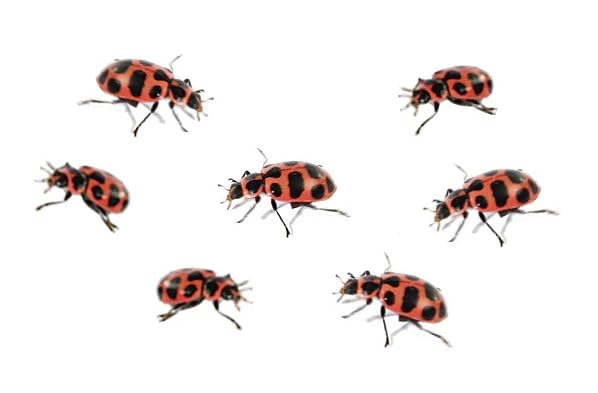 Insect Lore Ladybug Land eleven page activity log journal for tracking insect life cycles