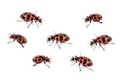 Insect Lore Ladybug Land eleven page activity log journal for tracking insect life cycles