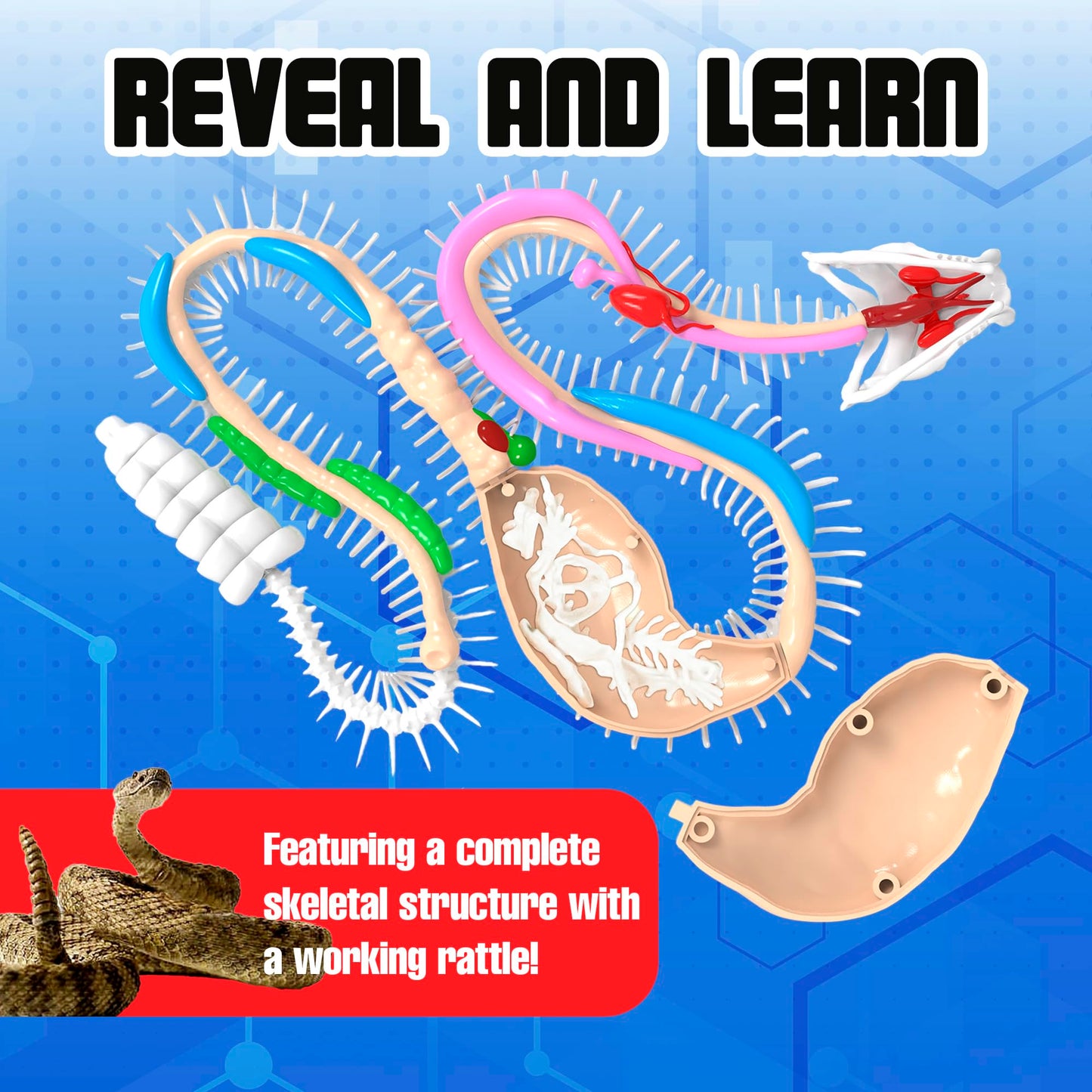 Dissect It Rattlesnake Super Lab gelatin snake body showing safe dissection process