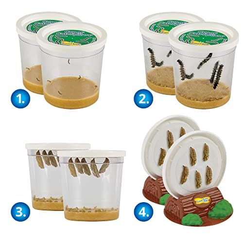 Insect Lore live caterpillars feeding inside clear plastic cups with nutrient base