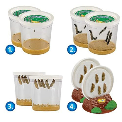 Insect Lore live caterpillars feeding inside clear plastic cups with nutrient base