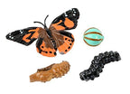 Insect Lore Painted Lady butterfly life cycle figurines showing egg larva chrysalis and adult stages