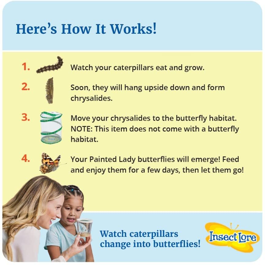 Insect Lore Painted Lady caterpillars transitioning into the chrysalis stage at the top of the cup