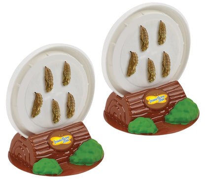 Insect Lore authentic imported STEM science kit contents spread out cleanly