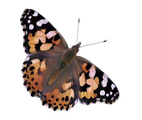 Insect Lore educational butterfly kit with children observing the metamorphosis process safely
