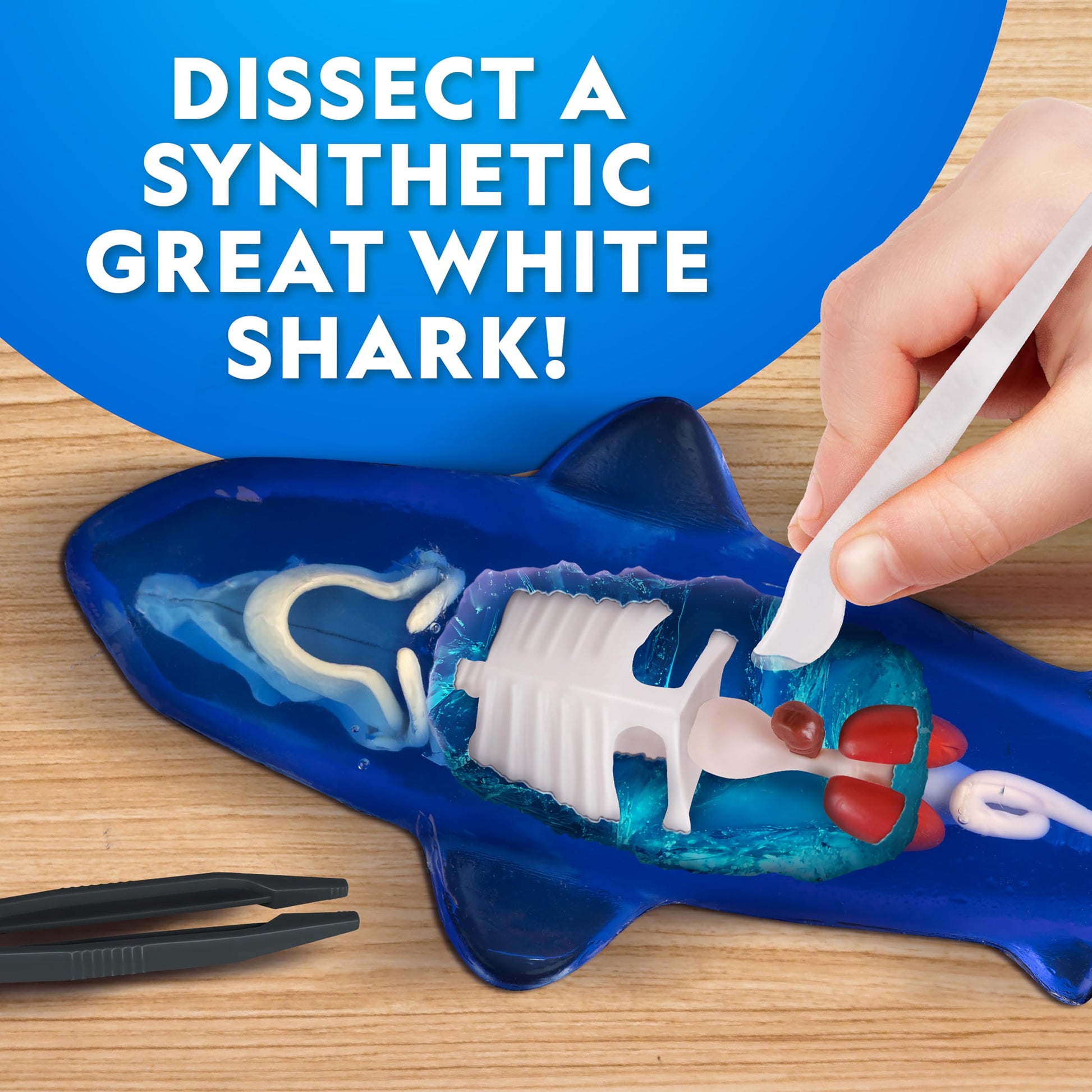 Blue Marble shark dissection lab showing the synthetic great white shark mold prior to excavation.