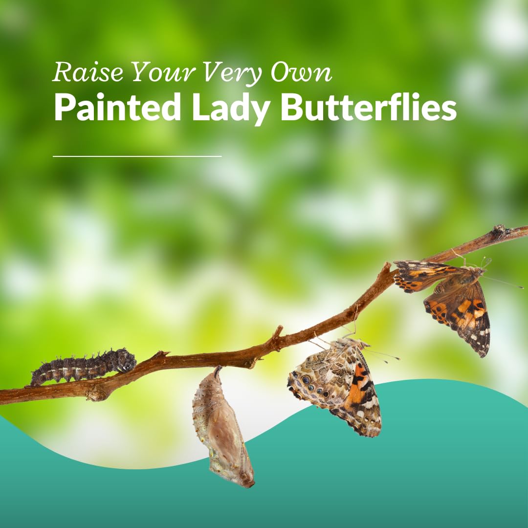 Clearwater Butterfly Company Painted Lady transformation kit jar with healthy larvae and nutritious food medium.