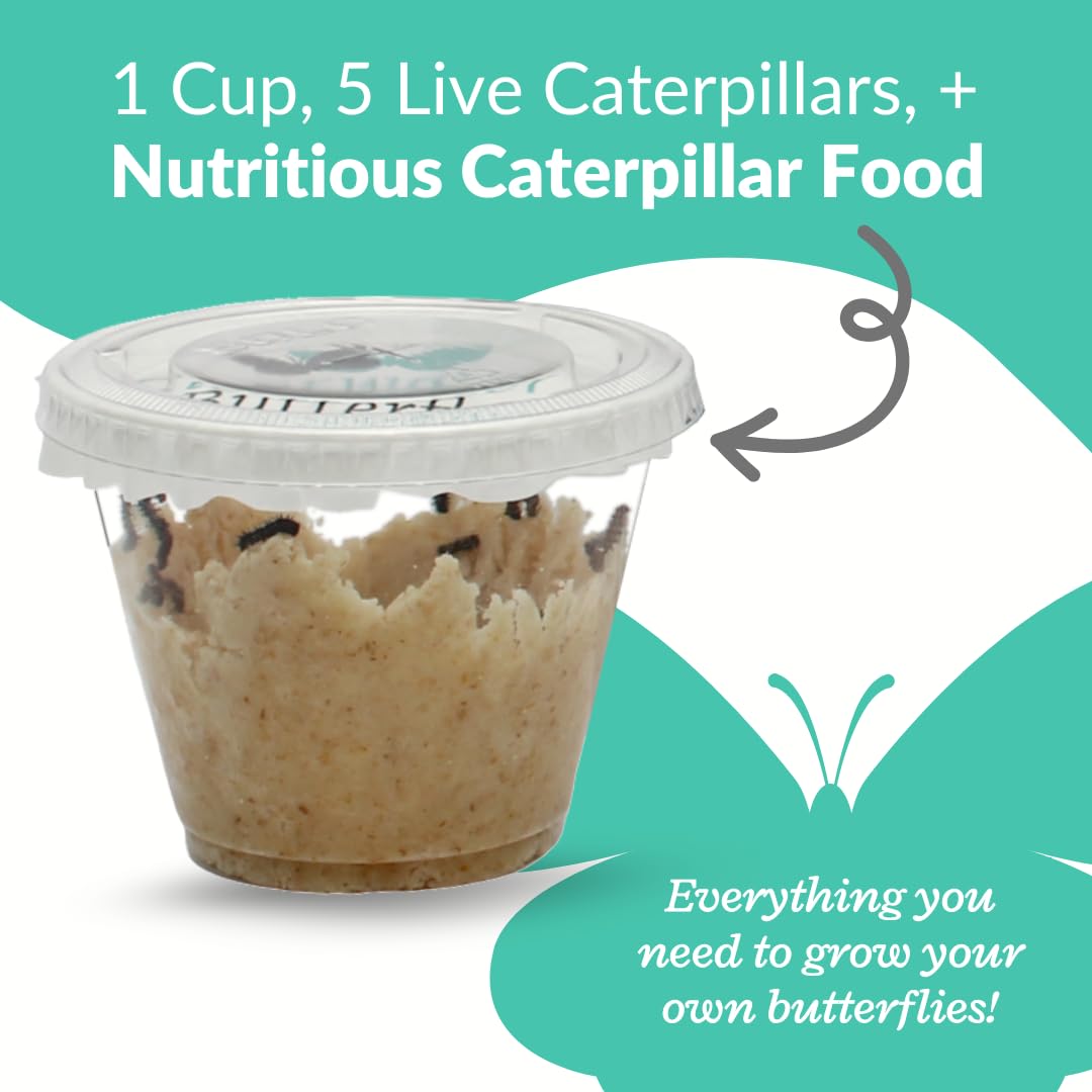 Clearwater Butterfly Company live specimens developing inside the clear plastic feeding cup layout.